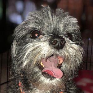 Meet your Posher, Missy